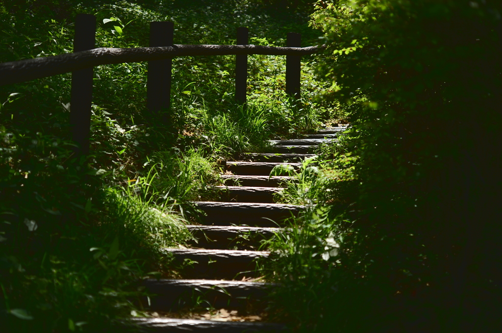 森へ続く階段