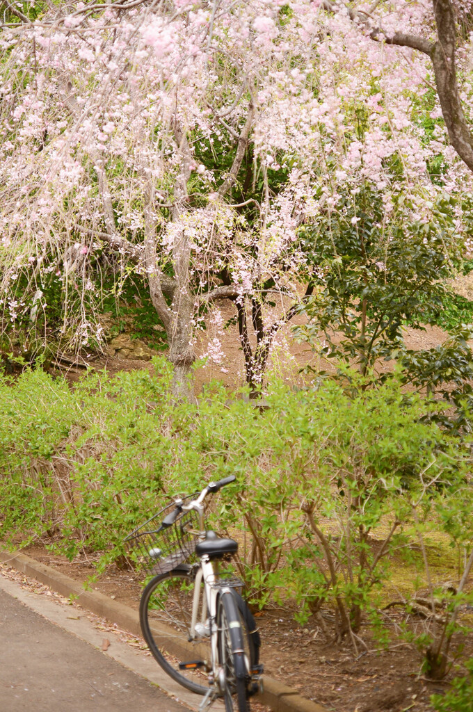 枝垂れ桜と自転車