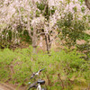 枝垂れ桜と自転車