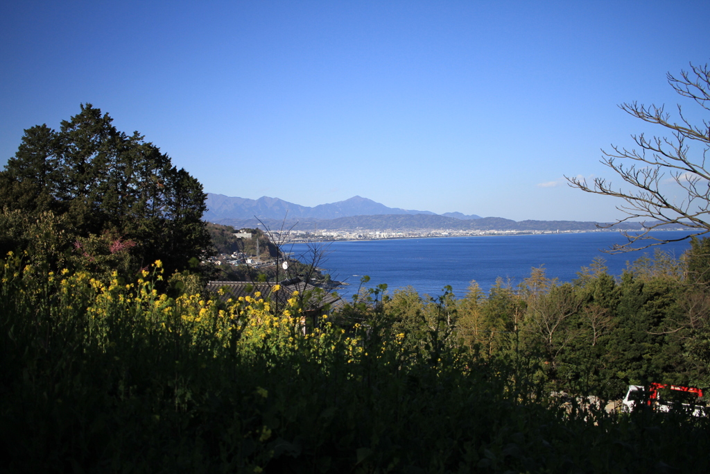 菜の花と海