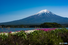 富士山と河口湖