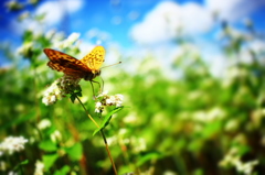 秋晴れピクニック