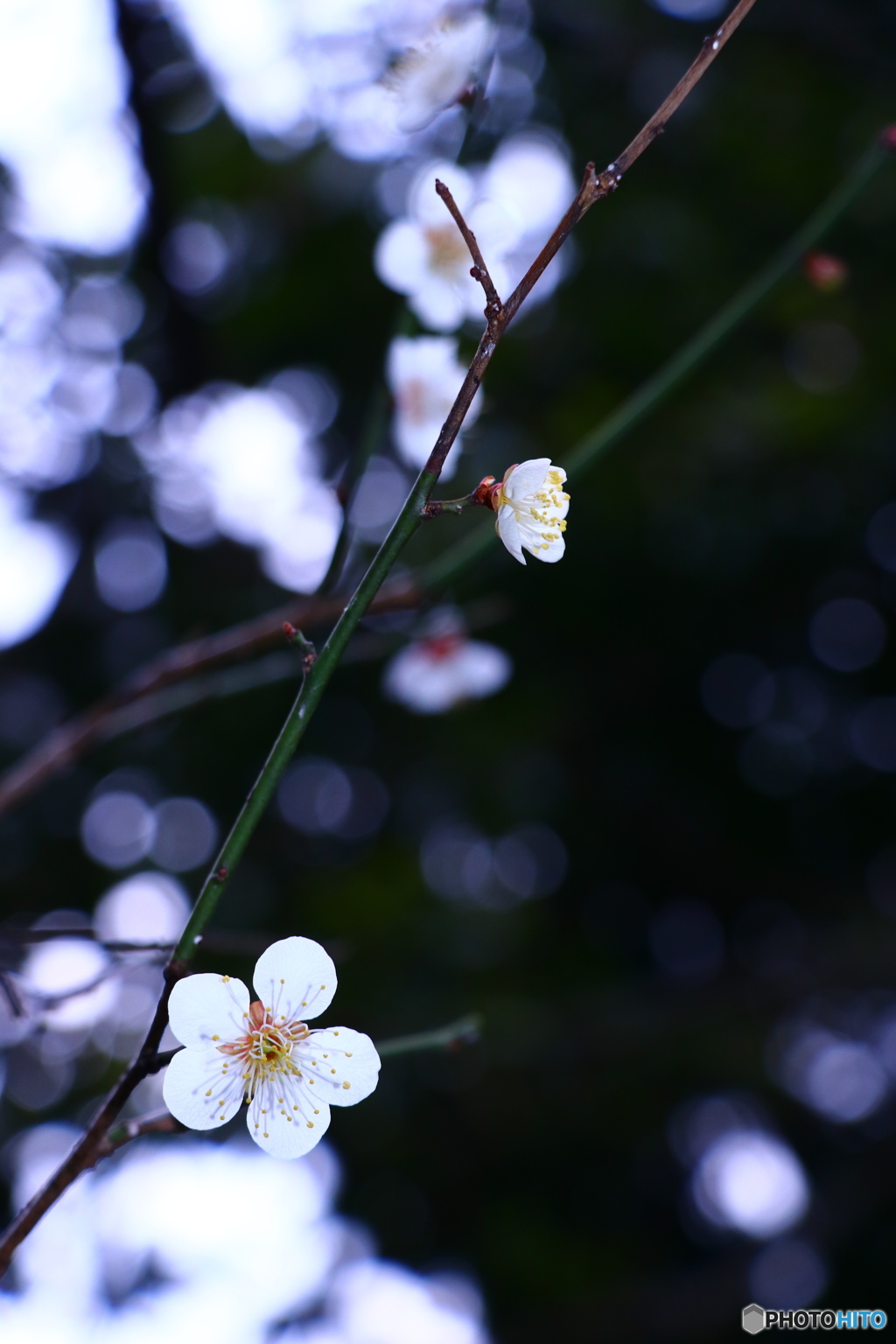 花吹雪の中の白梅