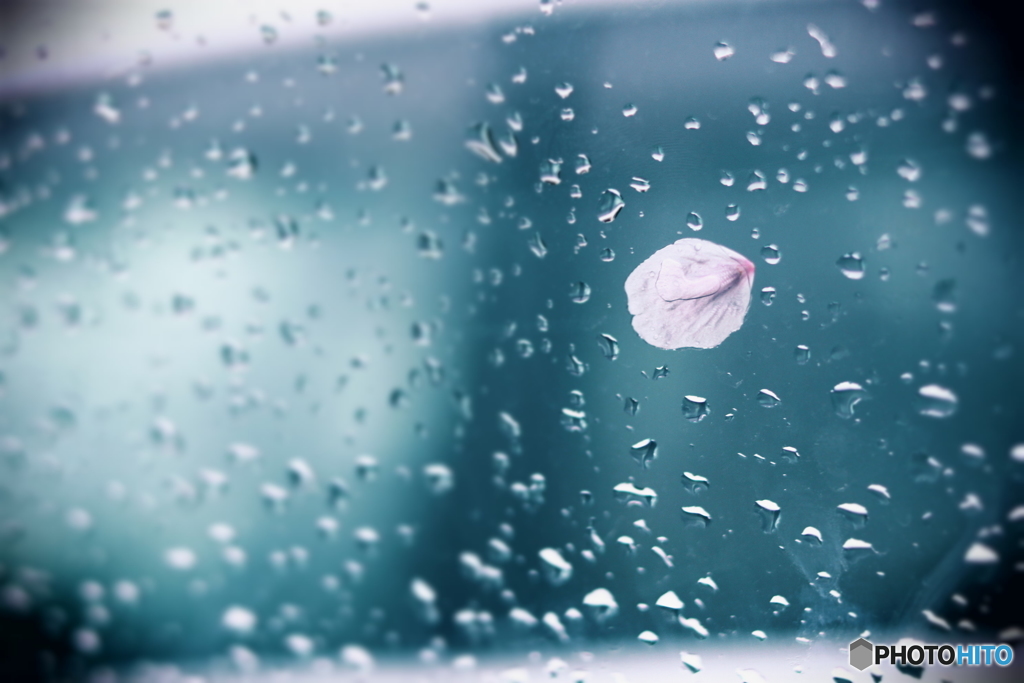 桜×雨＝ハート
