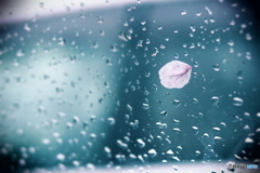 桜×雨＝ハート