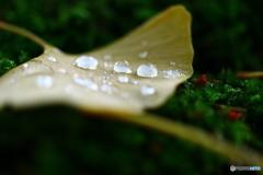 冷たい雨