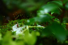 苔たちの営み～冬～①