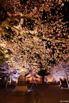 護国神社２