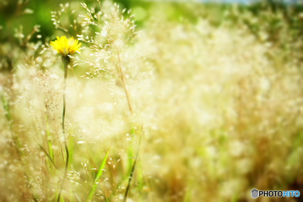 雑草の昼下がり