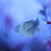 花遊び