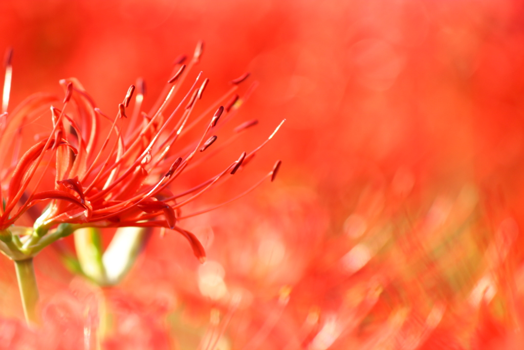 紅炎