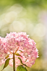 おはようの紫陽花