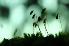 苔シルエット