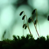 苔シルエット