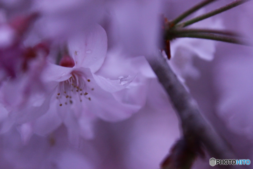 桜の涙