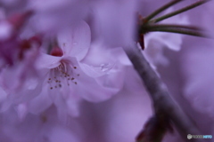 桜の涙