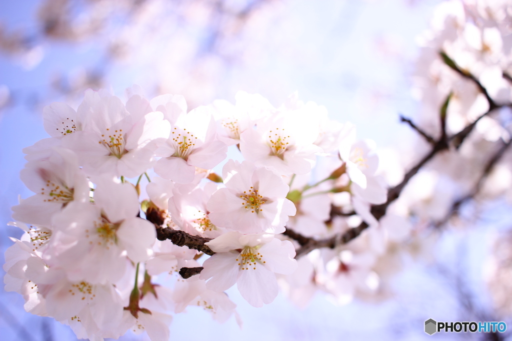 桜の歌