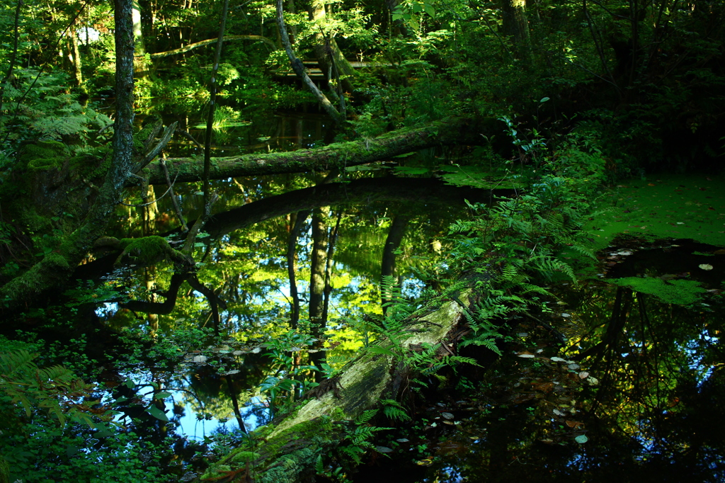 秋の杉沢の沢スギ