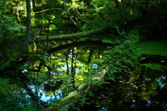 秋の杉沢の沢スギ