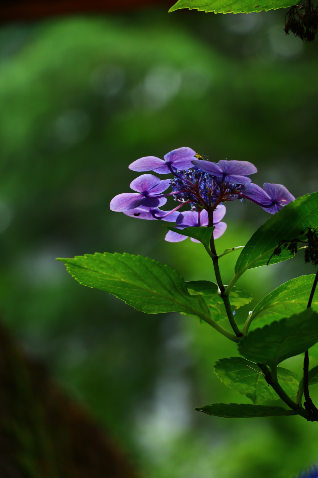 雨に濡れる紫陽花