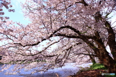 桜のトンネル