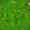 緑×秋桜