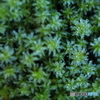 苔に霜
