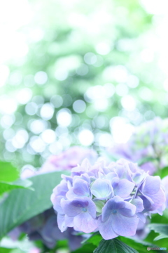 初夏の紫陽花