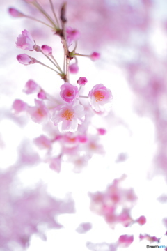 小桜