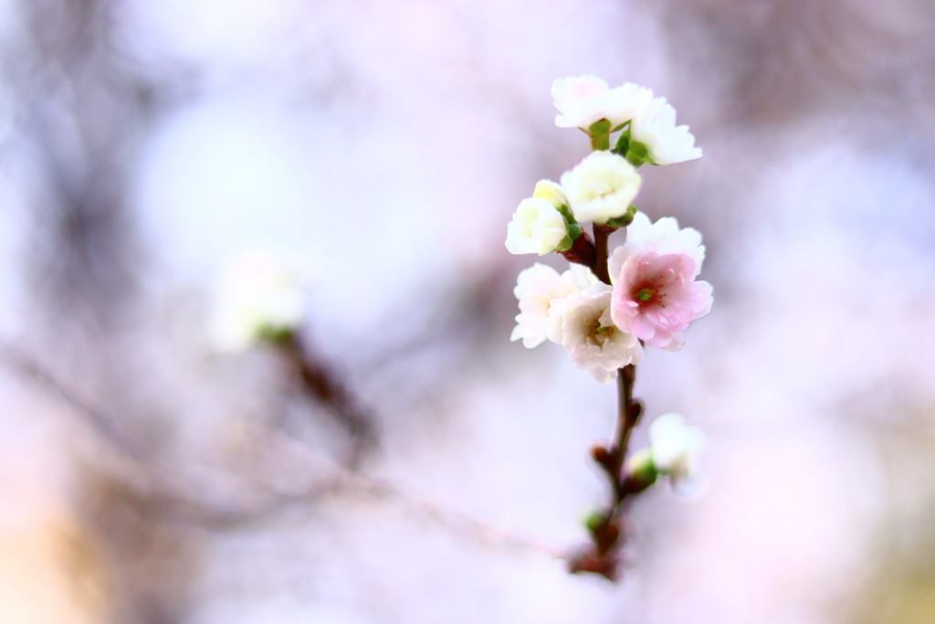 寒桜１