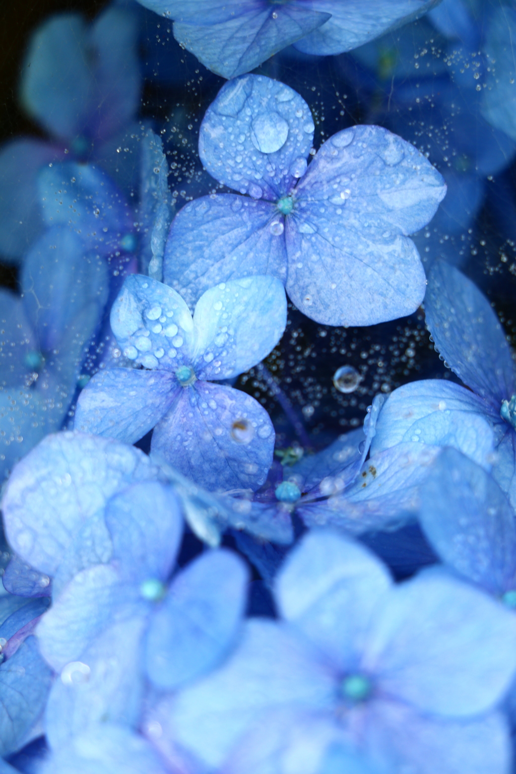 雨の中の紫陽花