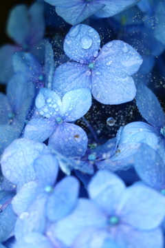 雨の中の紫陽花