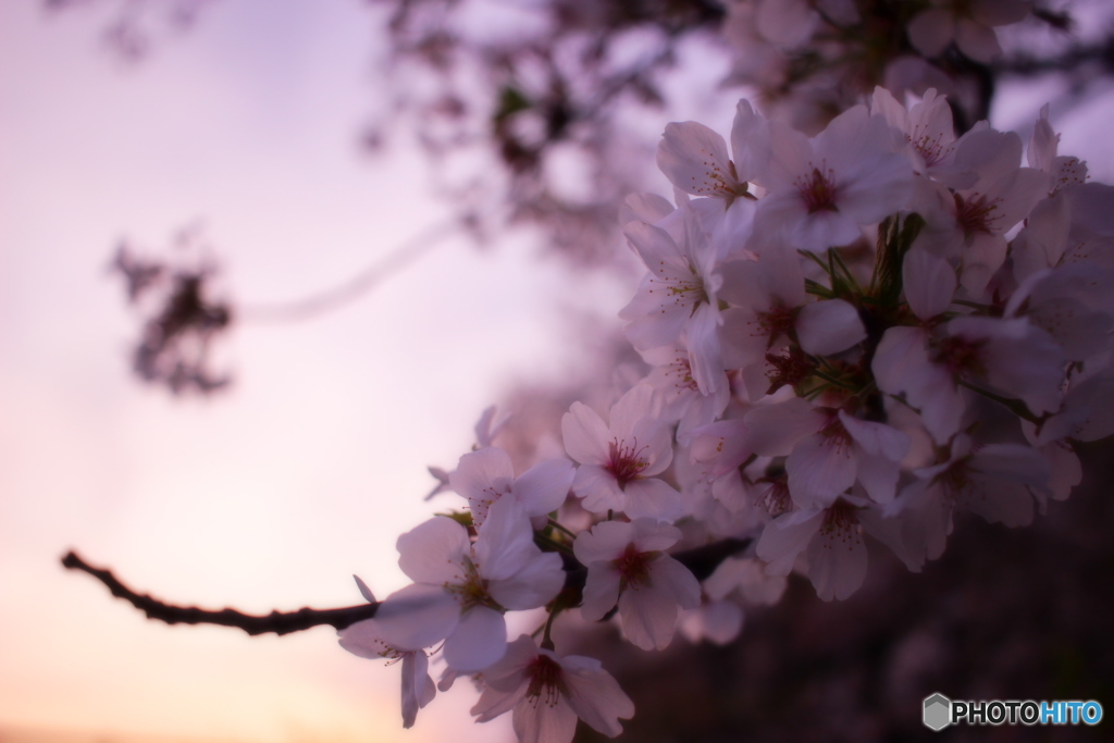 黄昏桜