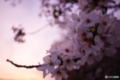 黄昏桜