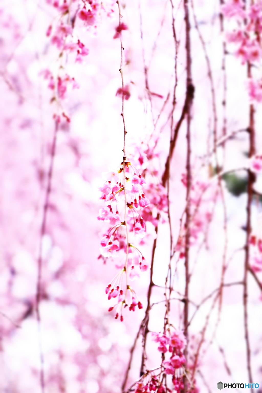 枝垂れ桜