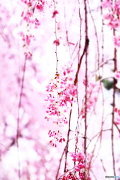枝垂れ桜
