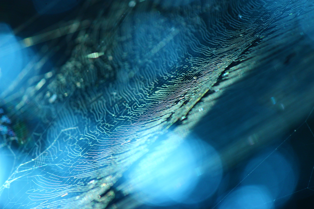 蜘蛛の巣アート