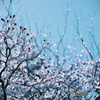 snow dance