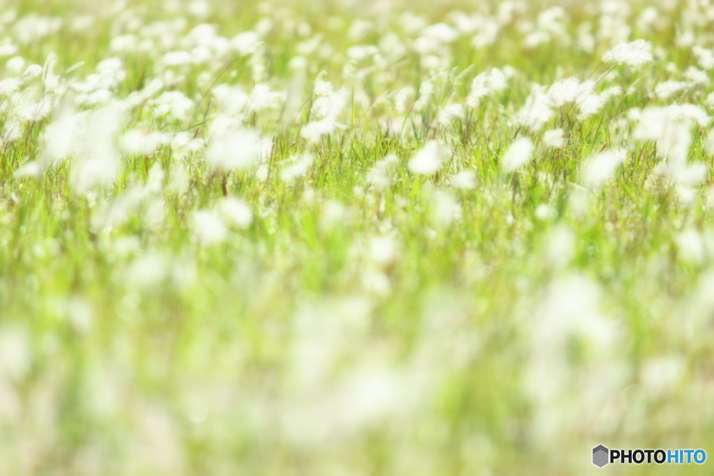 砂丘にさく花