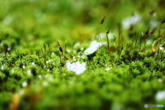雪解け