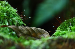 苔のベッドでおやすみ