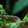 苔のベッドでおやすみ