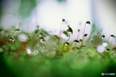 苔と雨粒