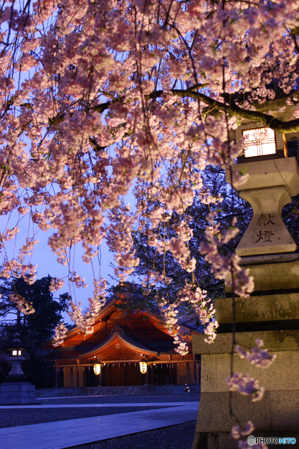 小雨の中の宵桜