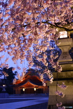 小雨の中の宵桜