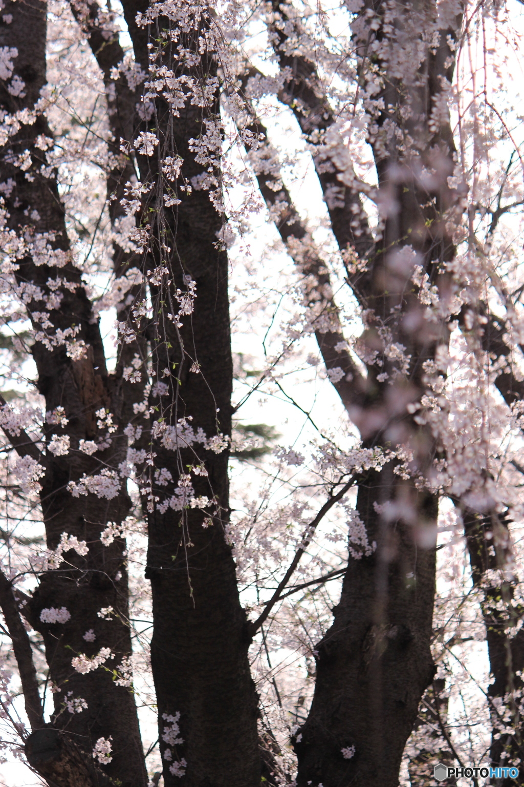 枝垂桜