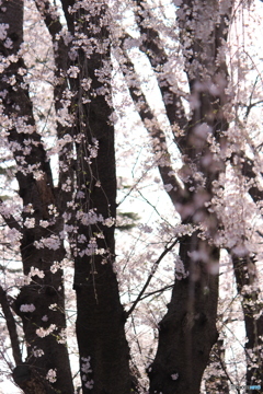 枝垂桜
