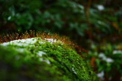 苔たちの営み～冬～②