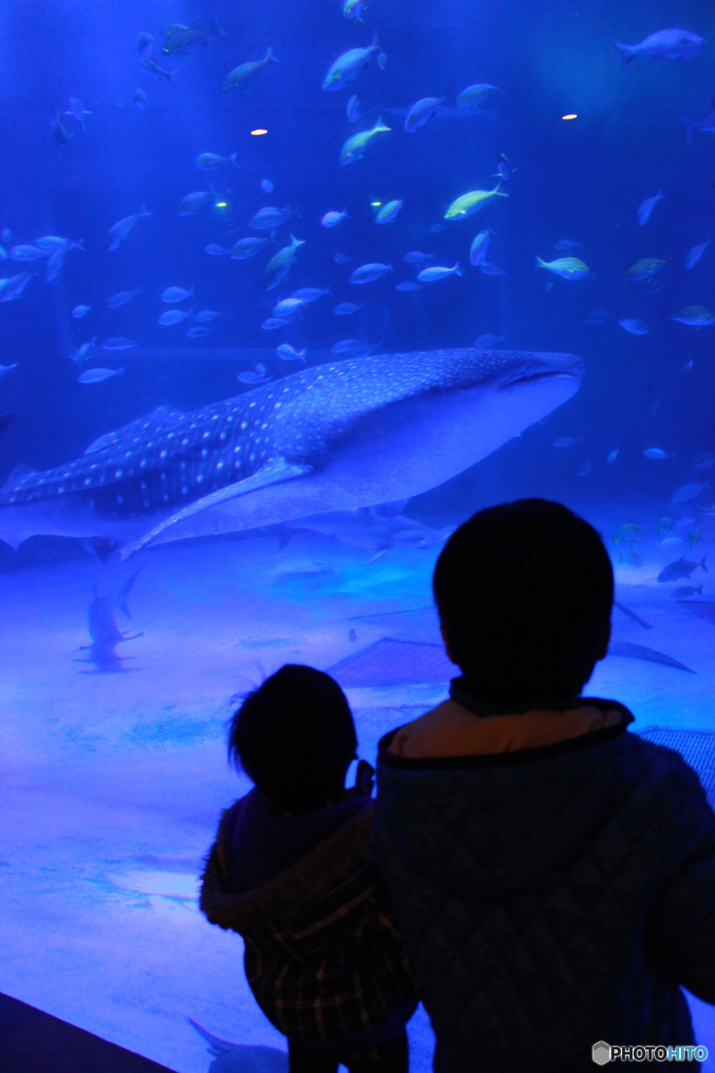 ジンベエザメの虜