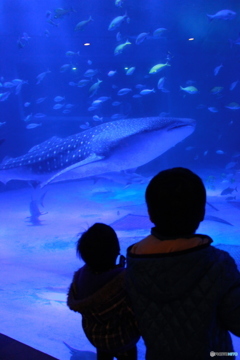 ジンベエザメの虜